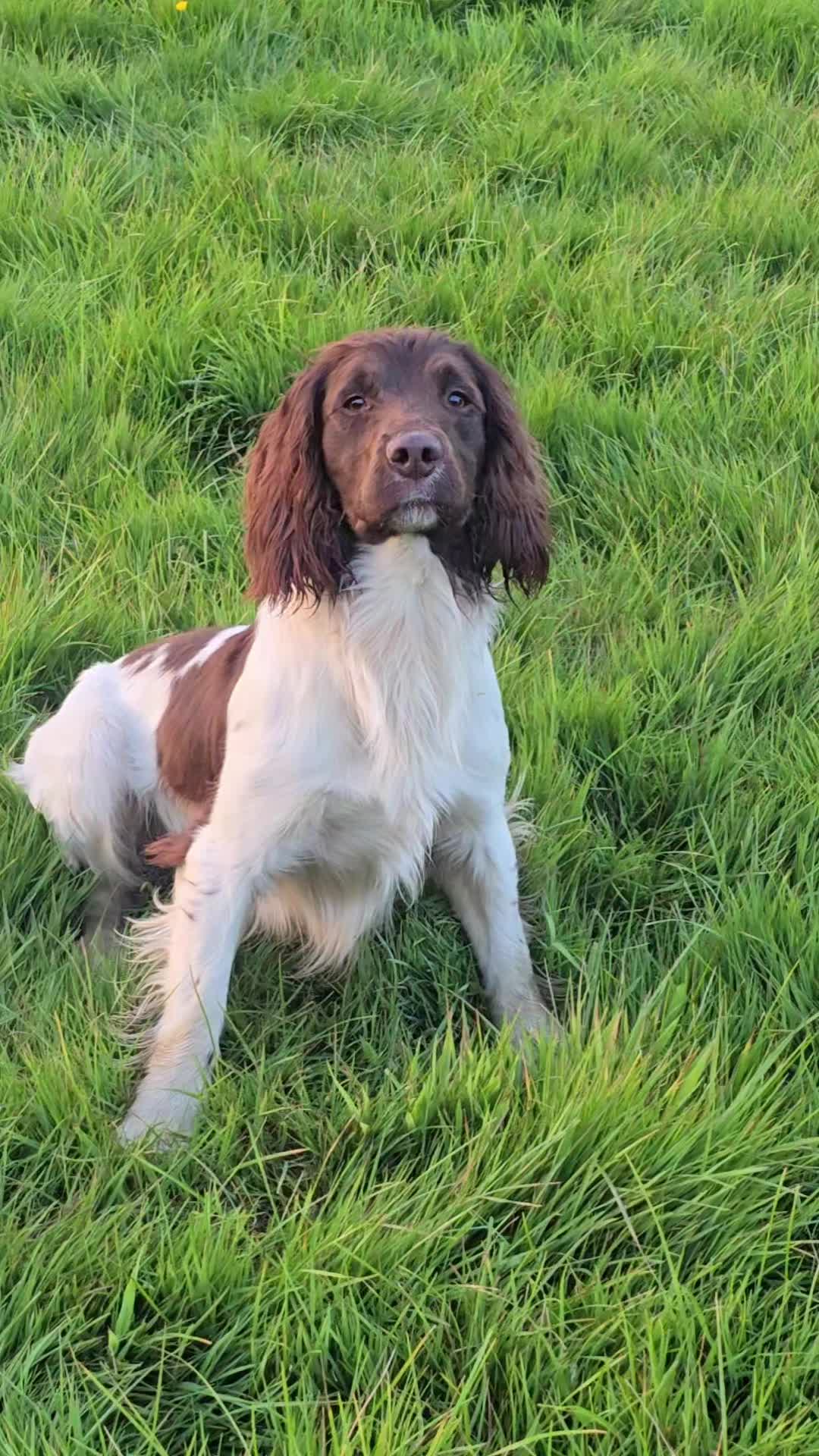 @MillHillGundogs