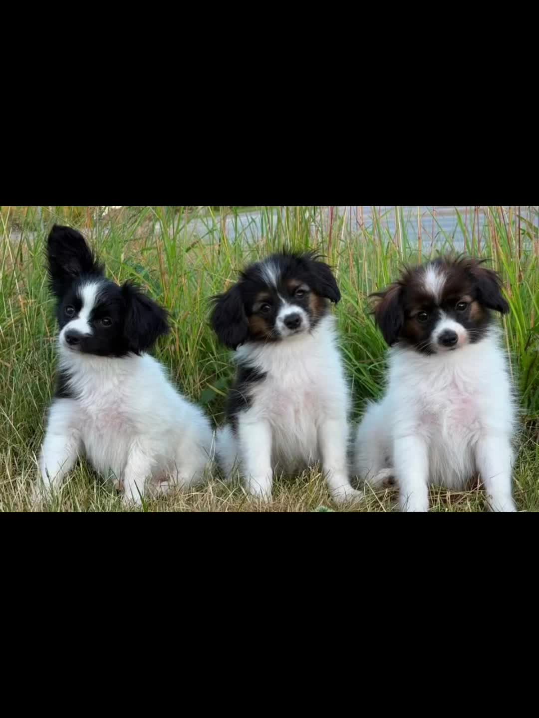@Jegermeg98
