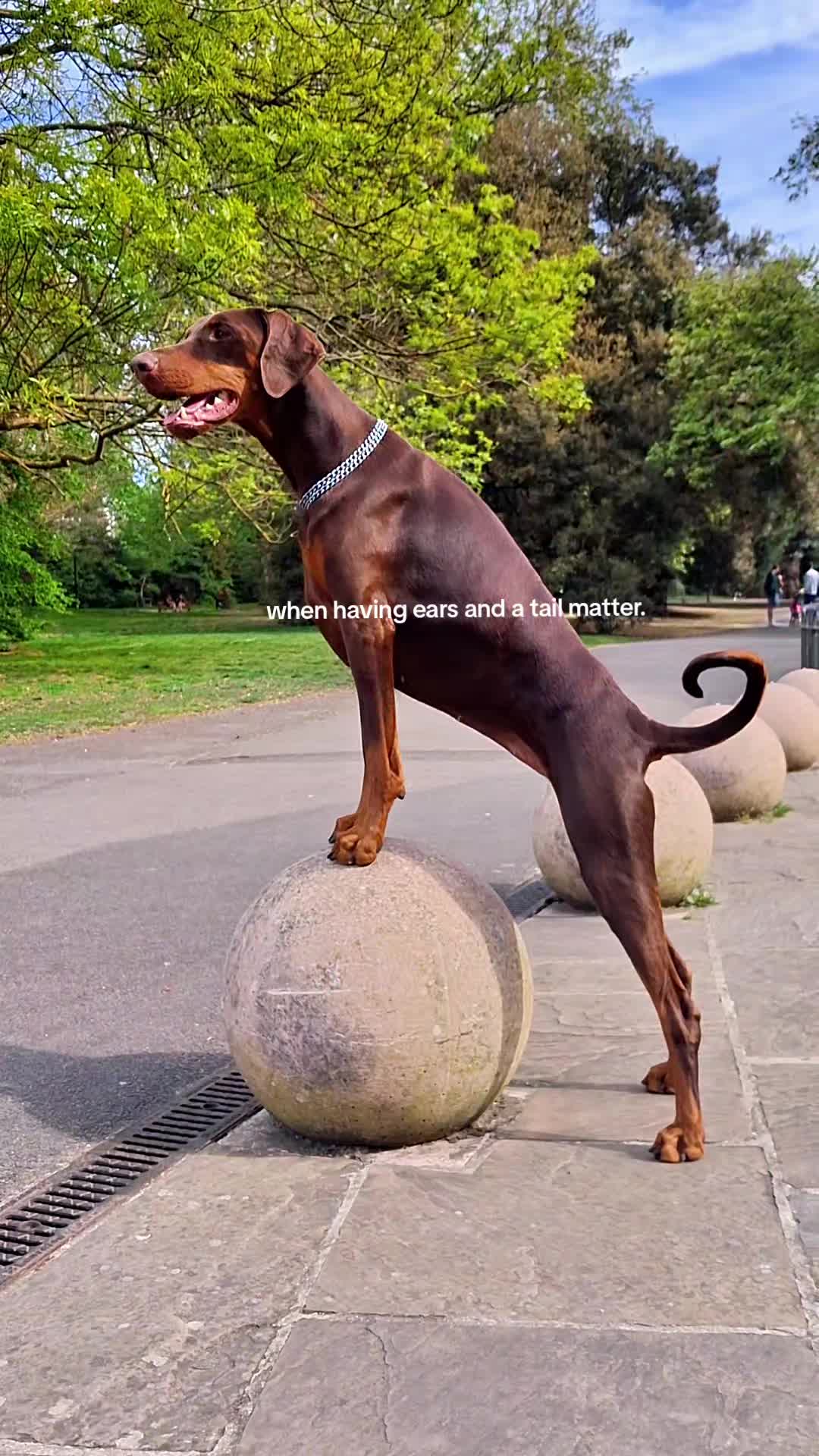 @Juno | The London Doberman