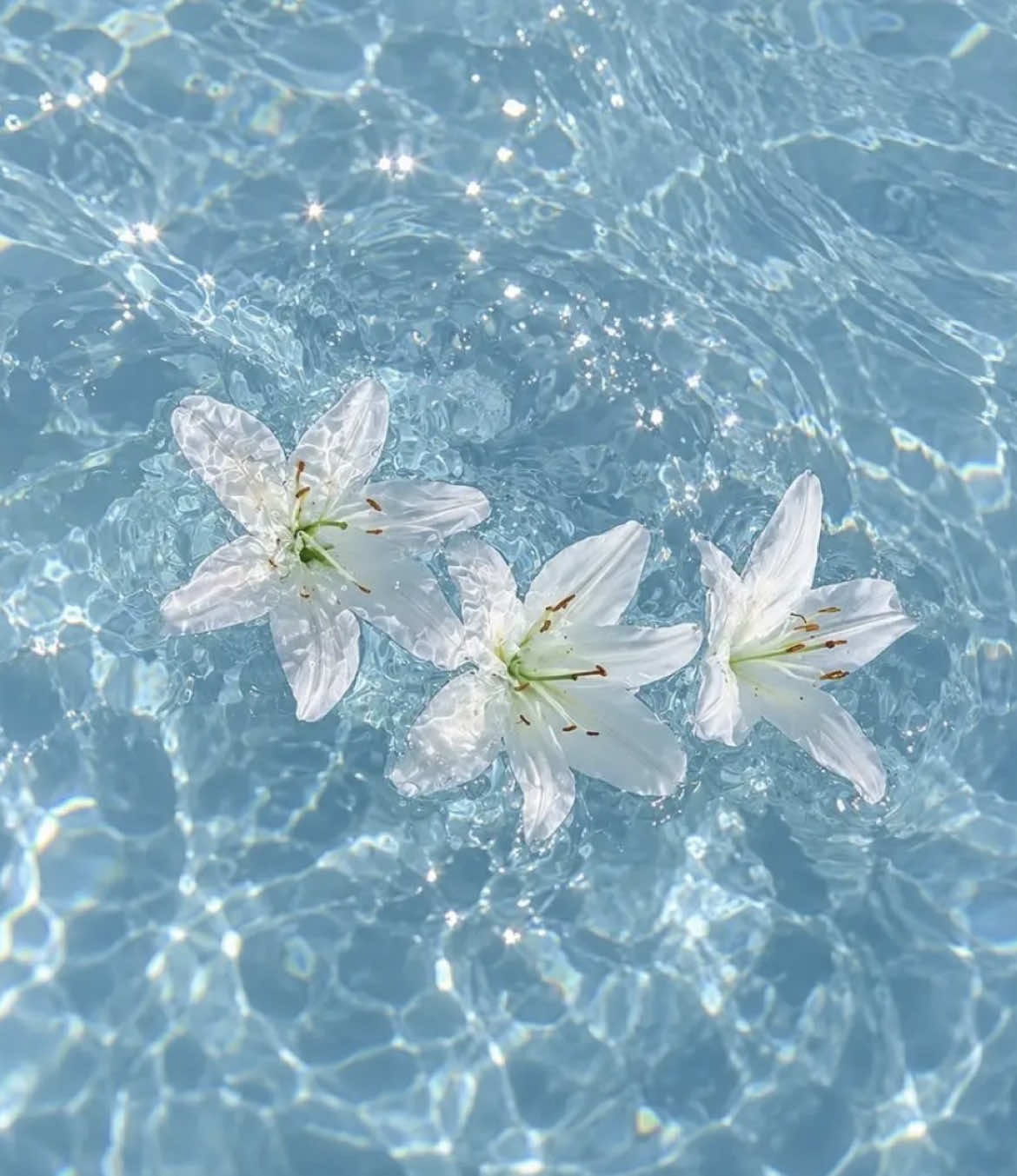 @𖤐⭒๋࣭ мιмкα ⭑