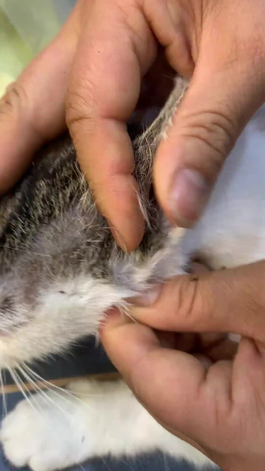 @CAT
