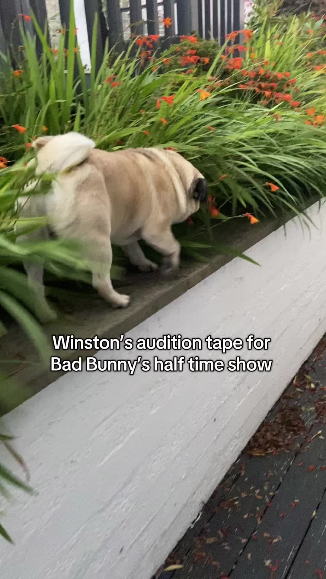 @Wee Winston The Pug