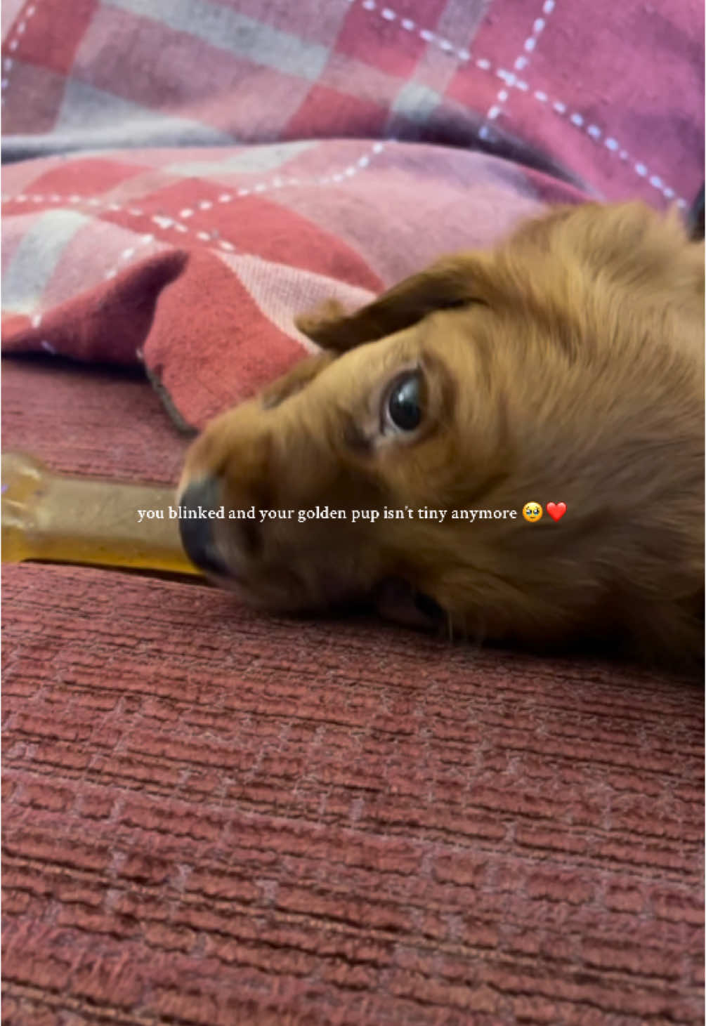 @aspanielslife