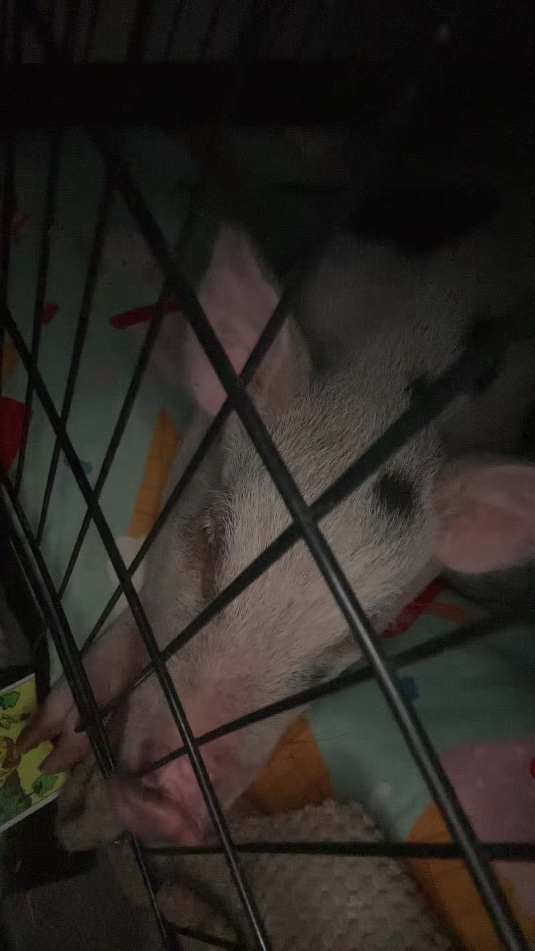 @๐ฟ๐๐ธ๐พ๐ถ๐๐ถ ๐๐ถ๐๐พá