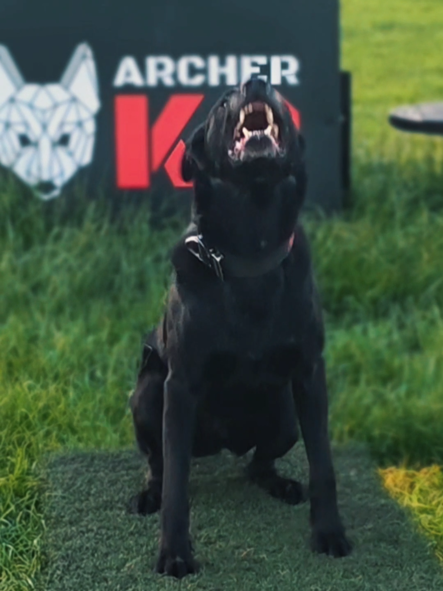 @Archer K9