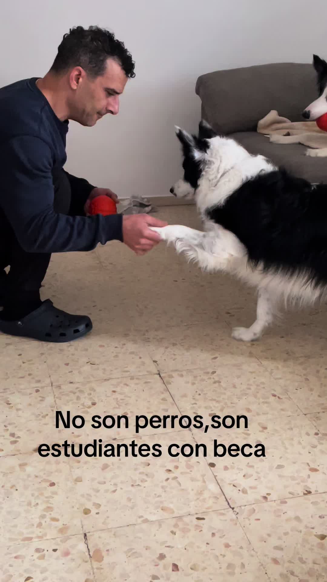 @Pituykay y agapornis