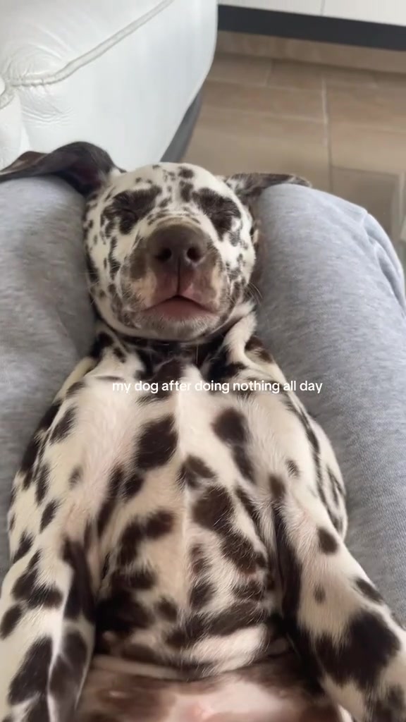 @animalmemester