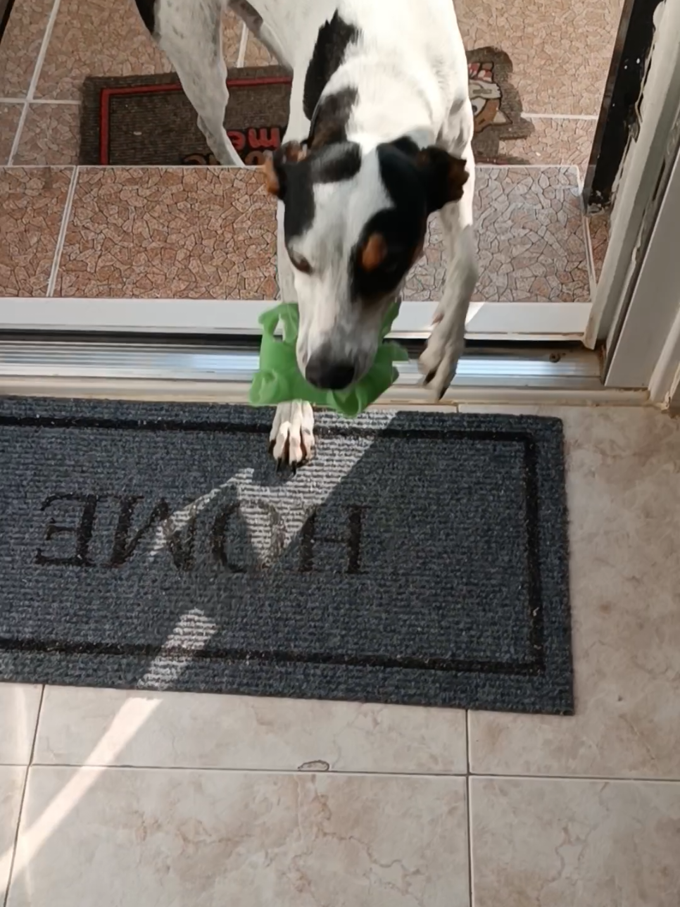 @RoyleDogWalking