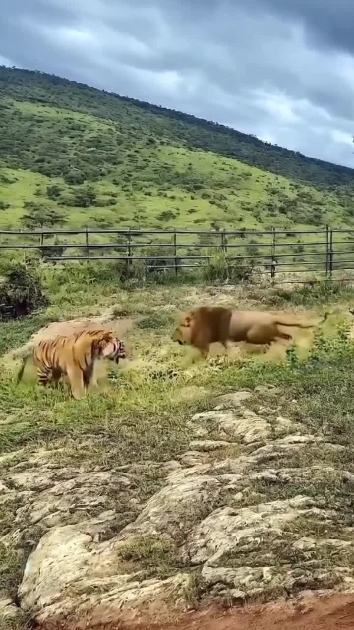@Wild Kingdom