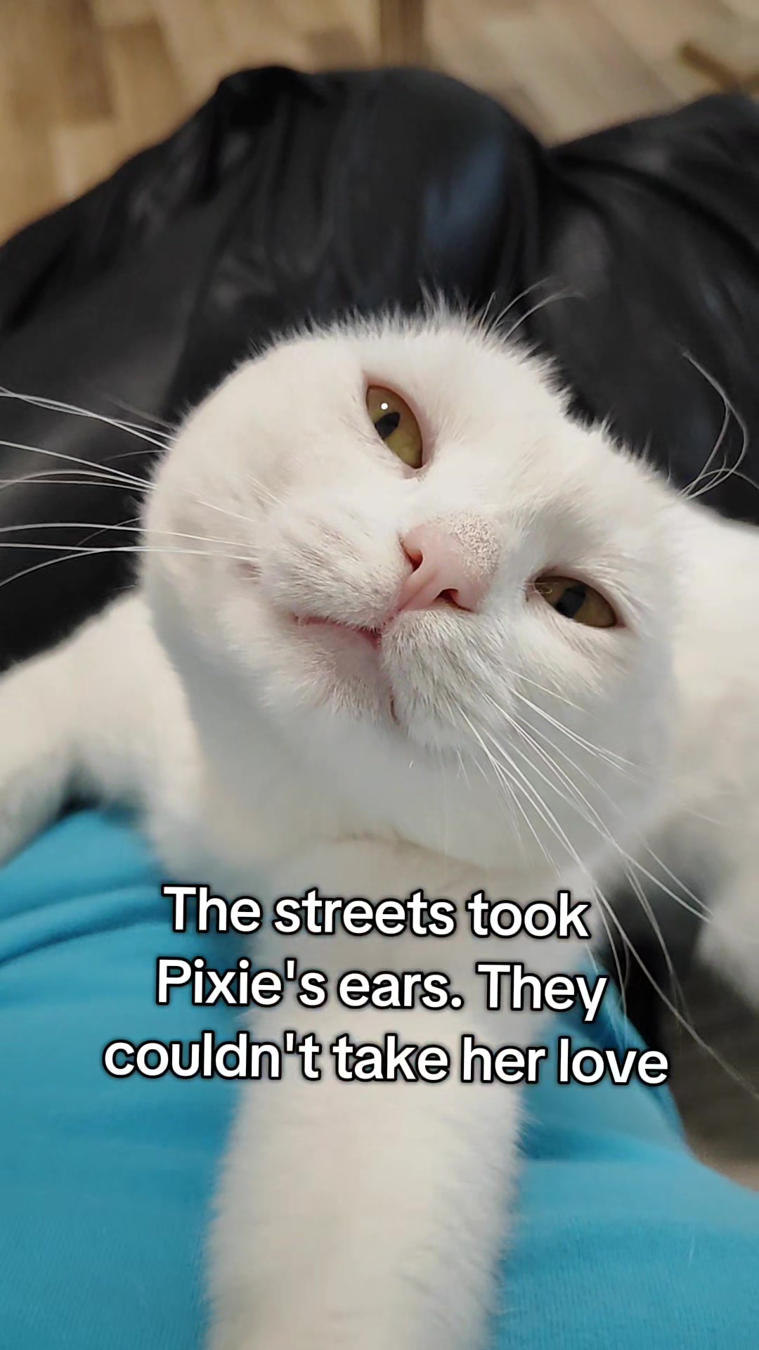 @Fluffy and Pixie