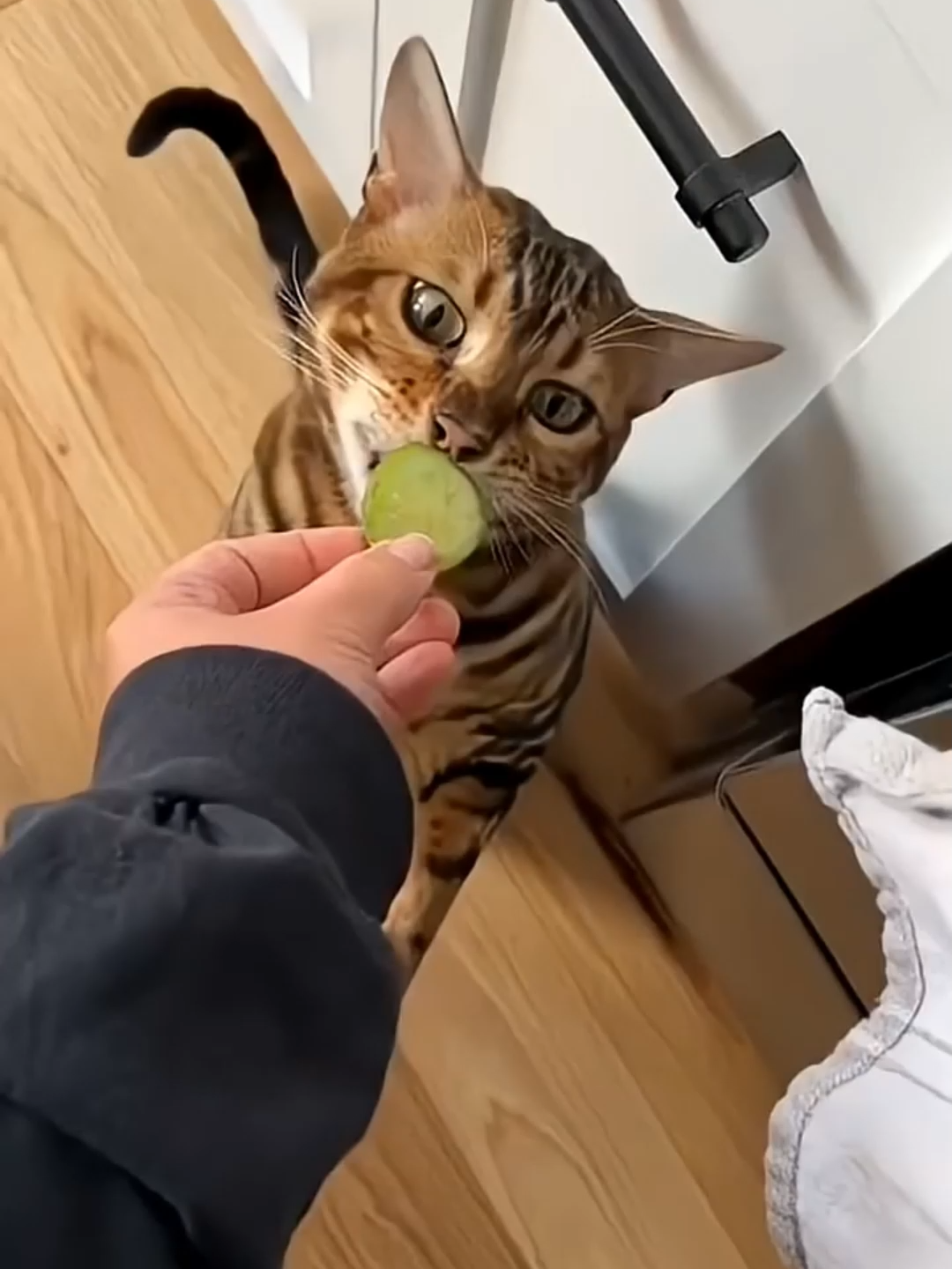 @Funny Cats 🐈