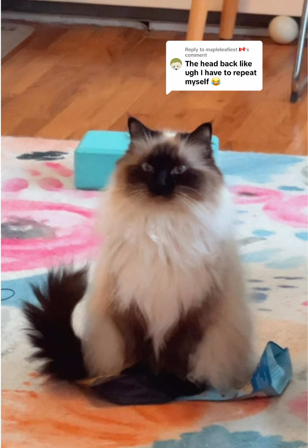 @My Cat Is People 🇨🇦