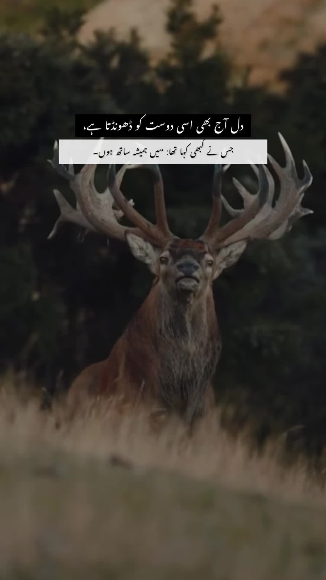 @𓆩𝕨𝕠𝕝𝕗_𝕒55𓆪