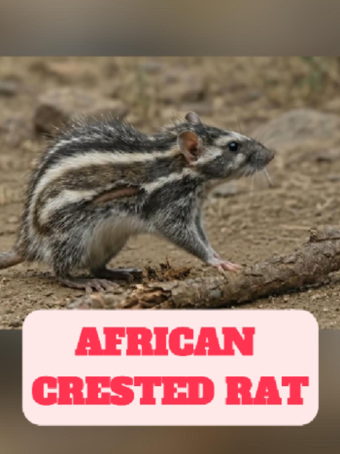 @WildlifeWonderTV Animal Facts