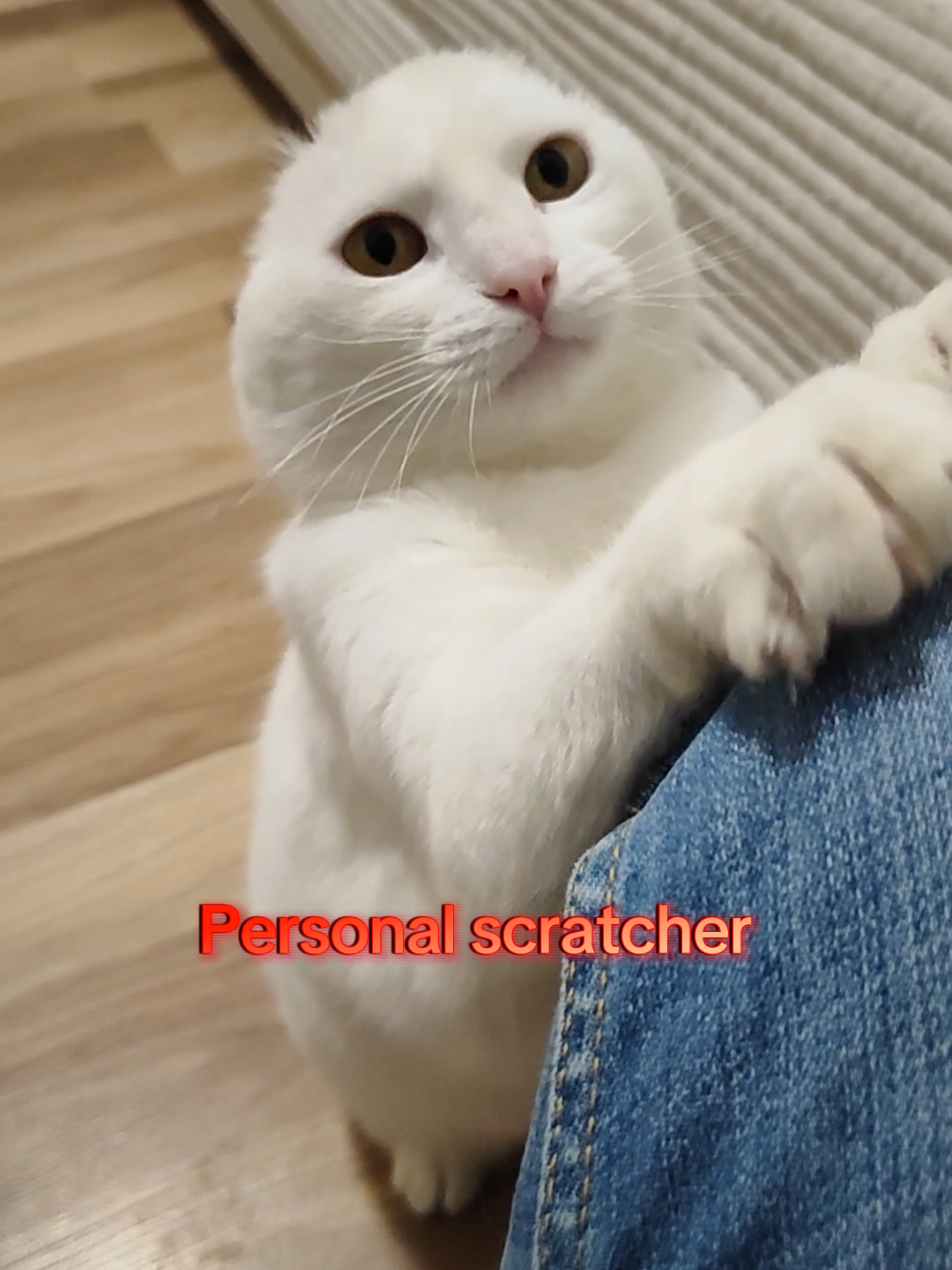 @Fluffy - the persian cat