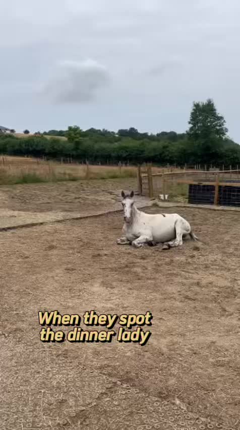 @The Novice Rider