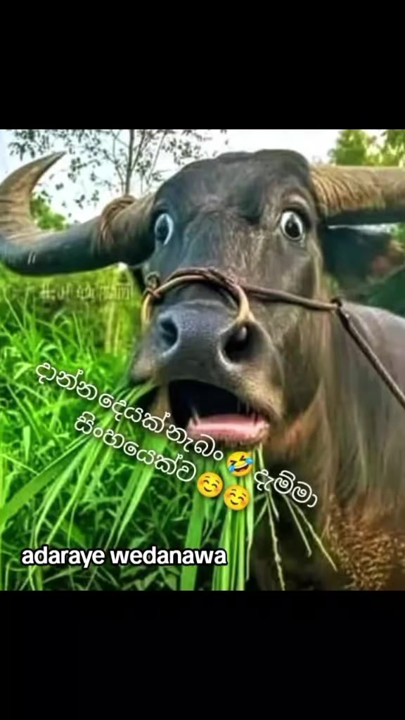 @Ramanayaka Ramanayaka