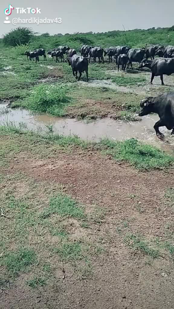 @Hardik Jadav