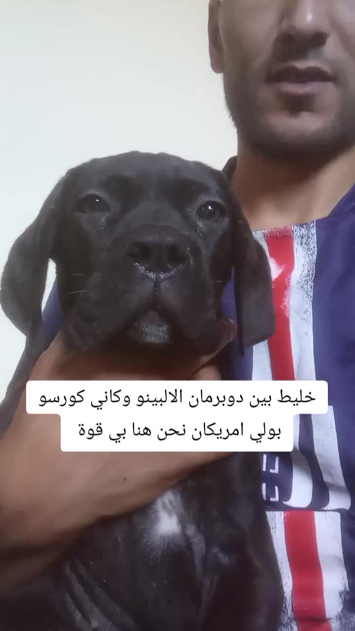 @canicorsoftmalinois