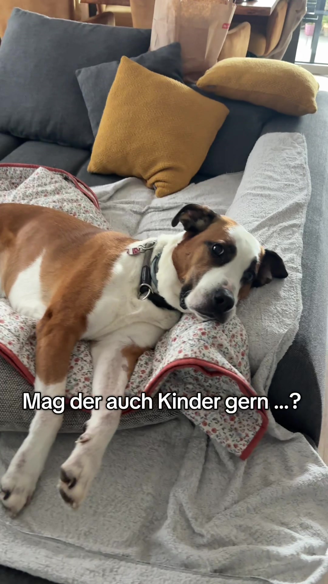 @Herr Dexti