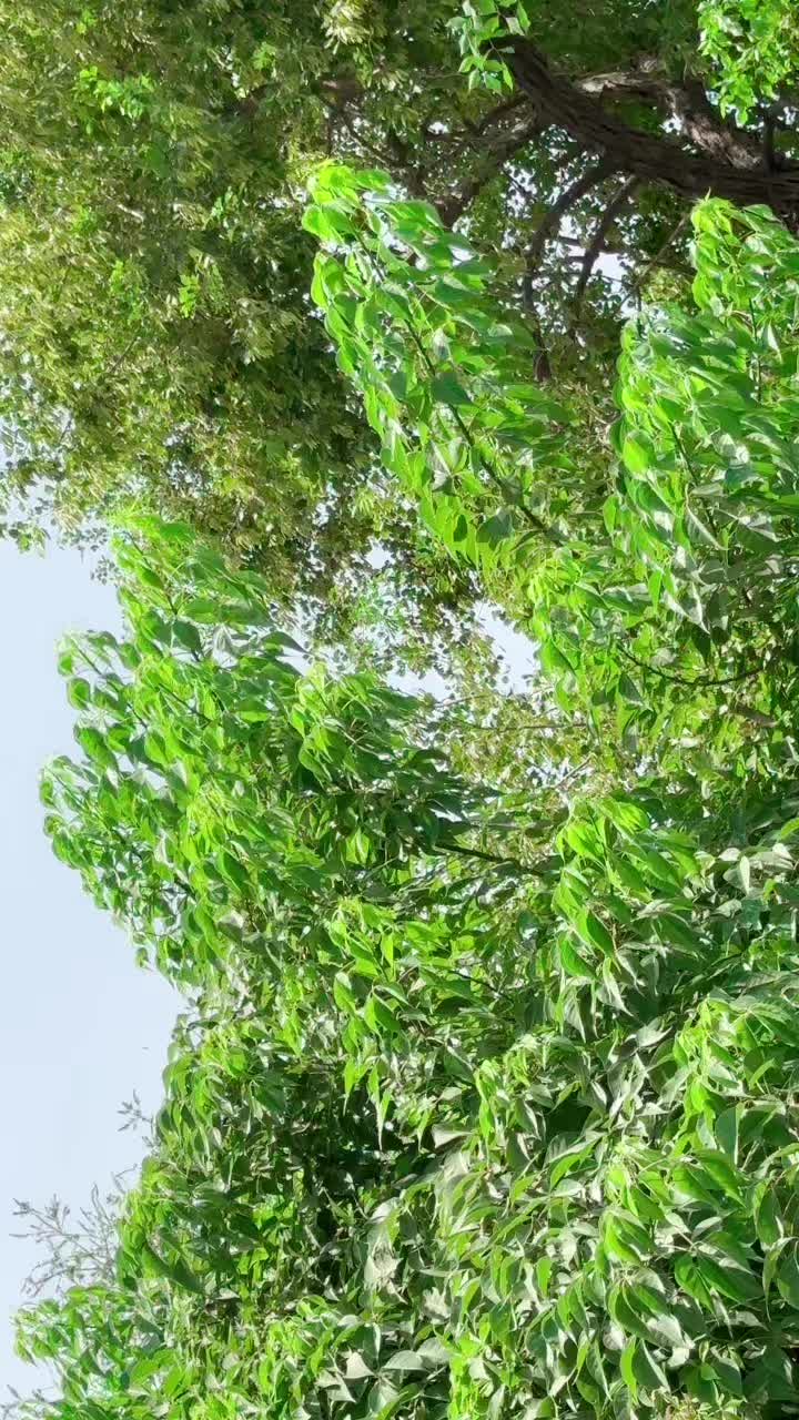 @Muhammad ریحان RinD بلوچ 👑