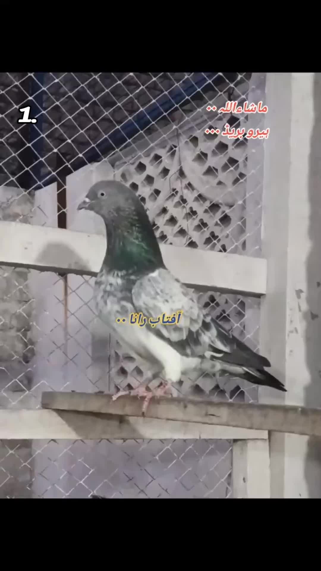 @آفتاب رانا۰۰(میانوالی)