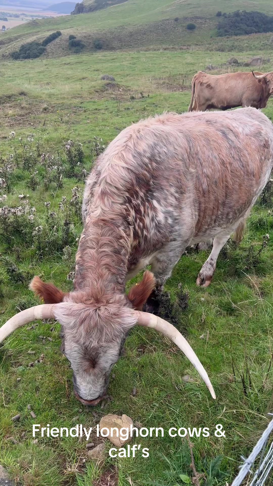 @Highland Coo Clan