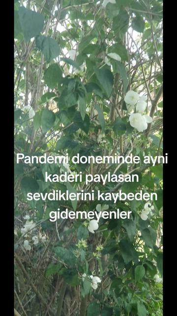 @zeycanakkusyildi3