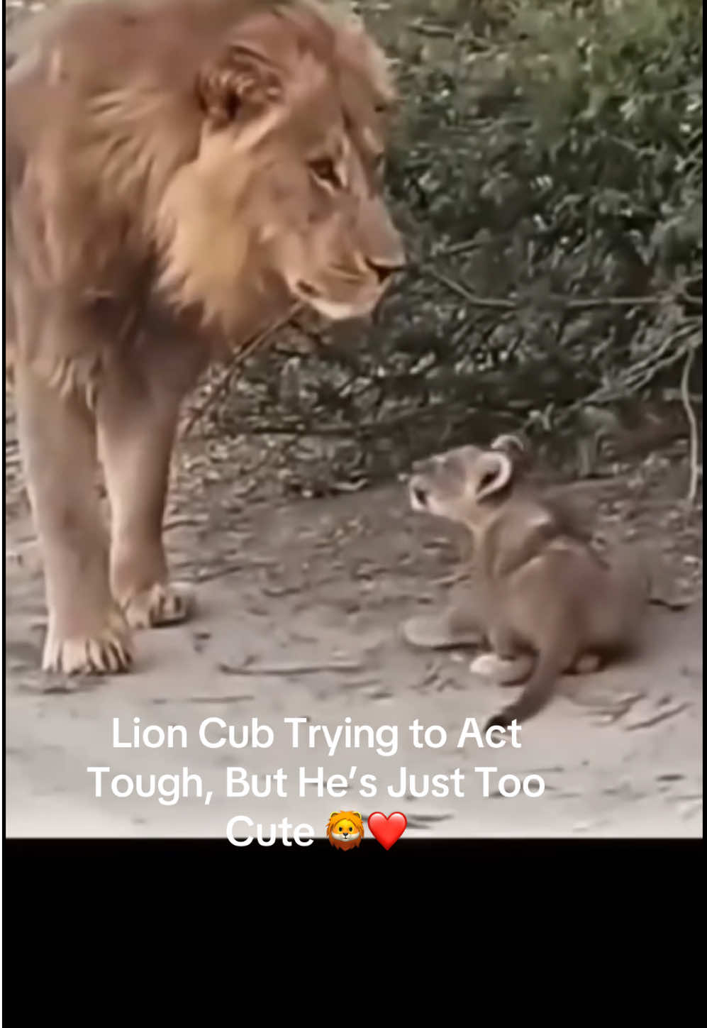 @KJ@LoveAnimalsEpicNature