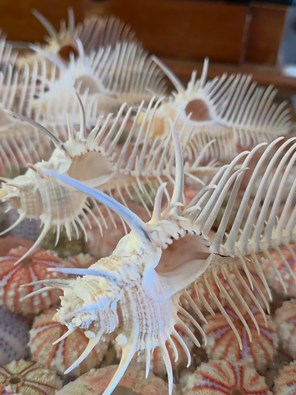 @Paris Shells Shop