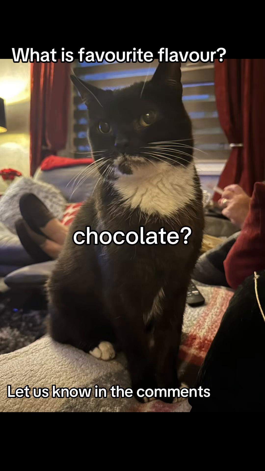 @crazycatladyxfour