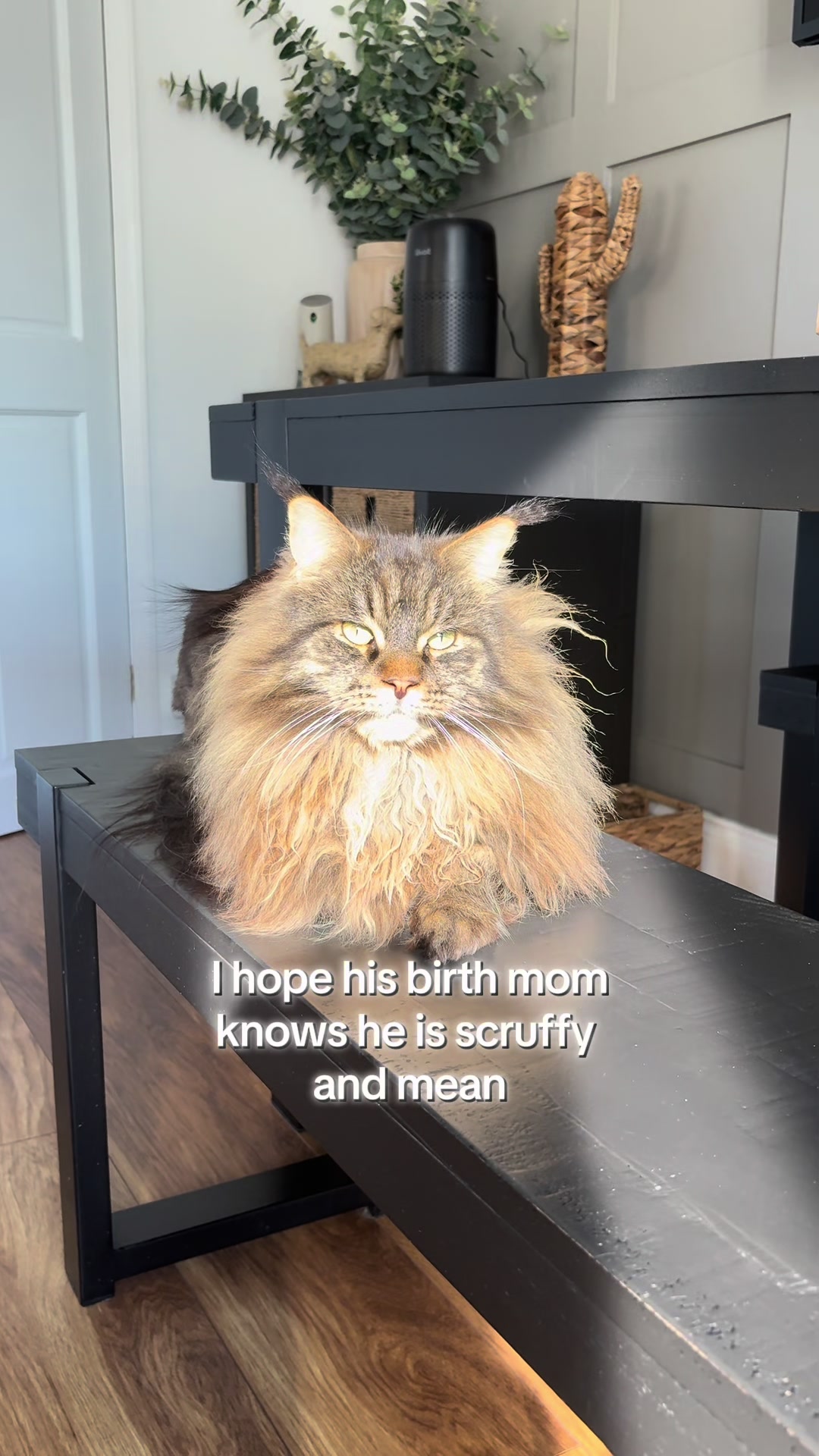 @Gus & Sully Maine Coon Boys