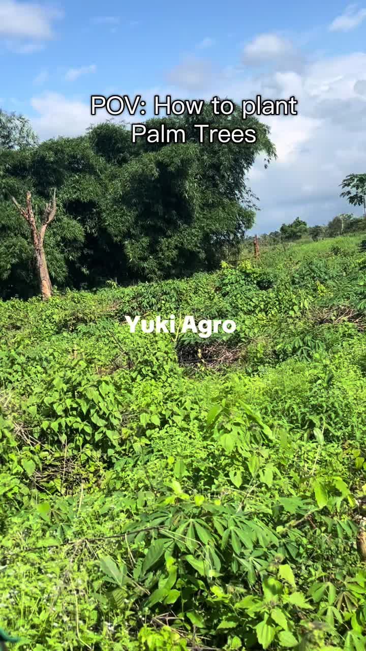 @BabaObaTv @Yuki Agro limited