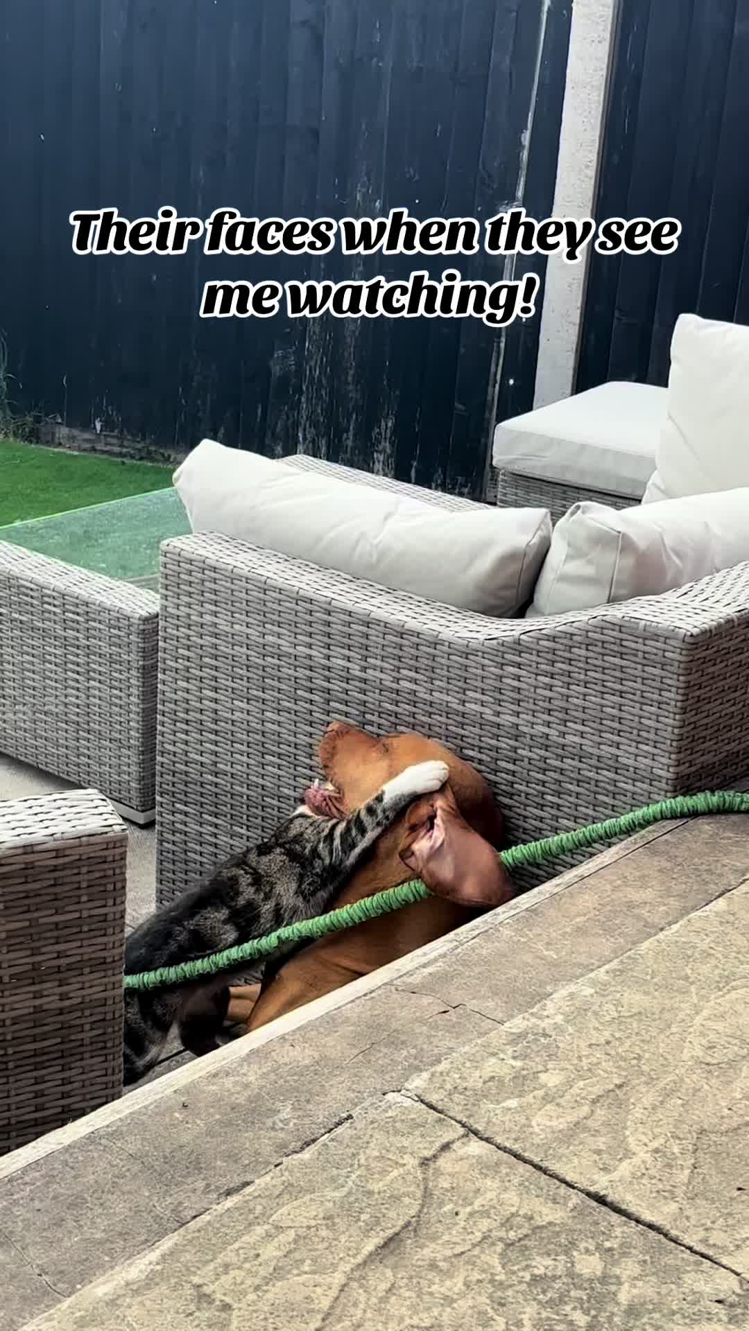 @SazandWillowVizsla