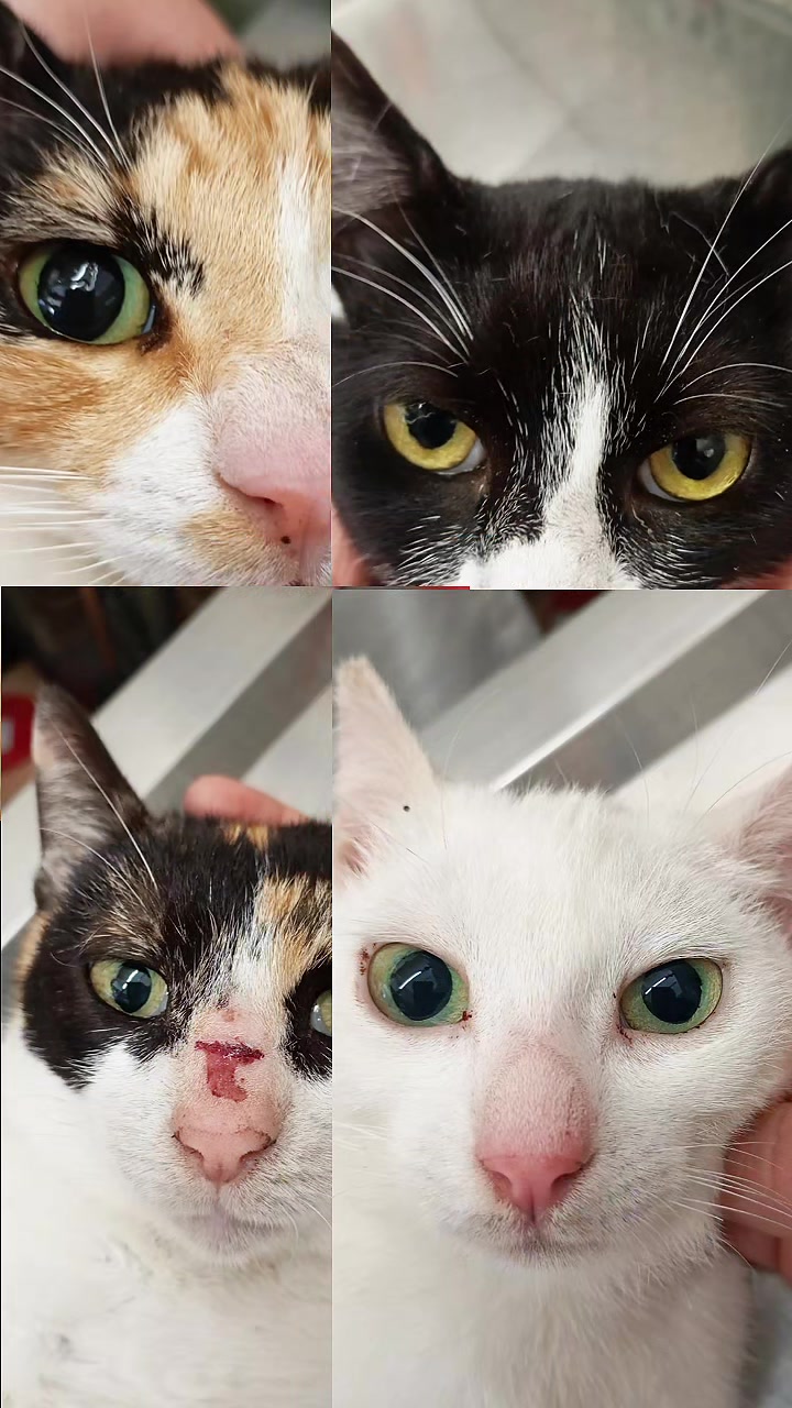 @Greek Animal Rescue
