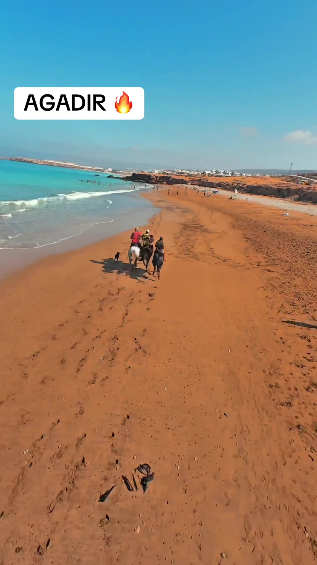 @Cheval_agadir