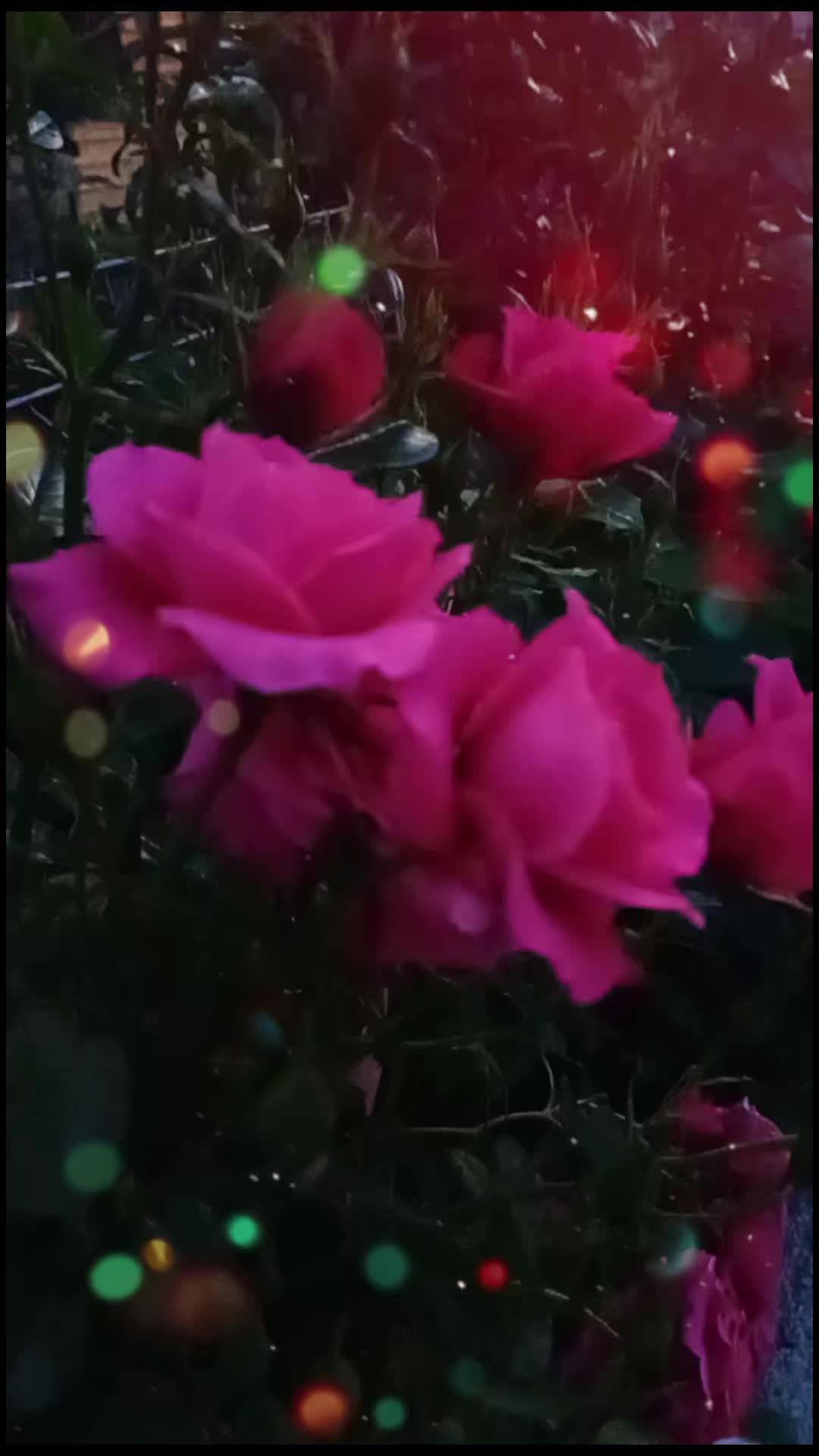 @forest.girl.melodies