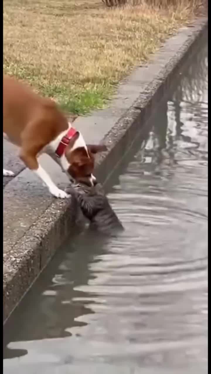 @animalslife2026