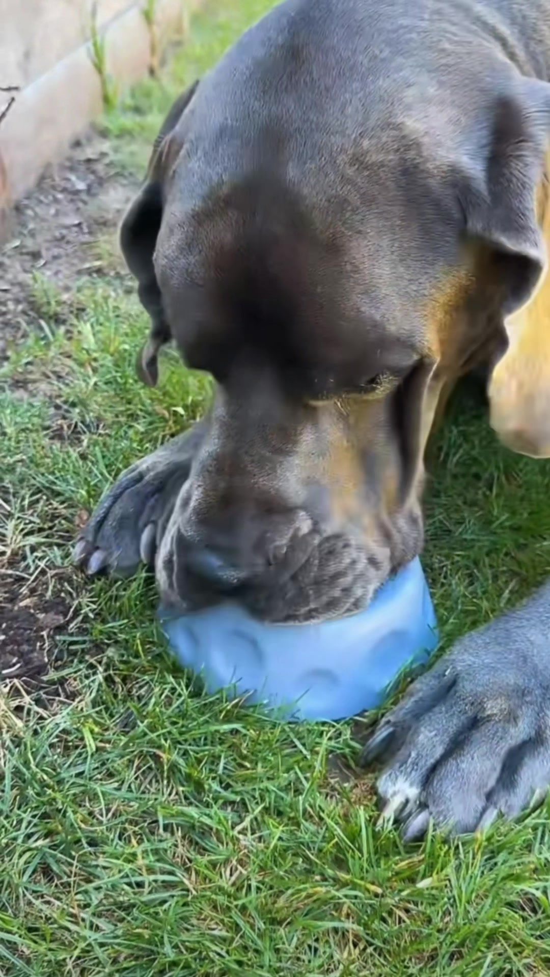 @GUNNER | Great Dane