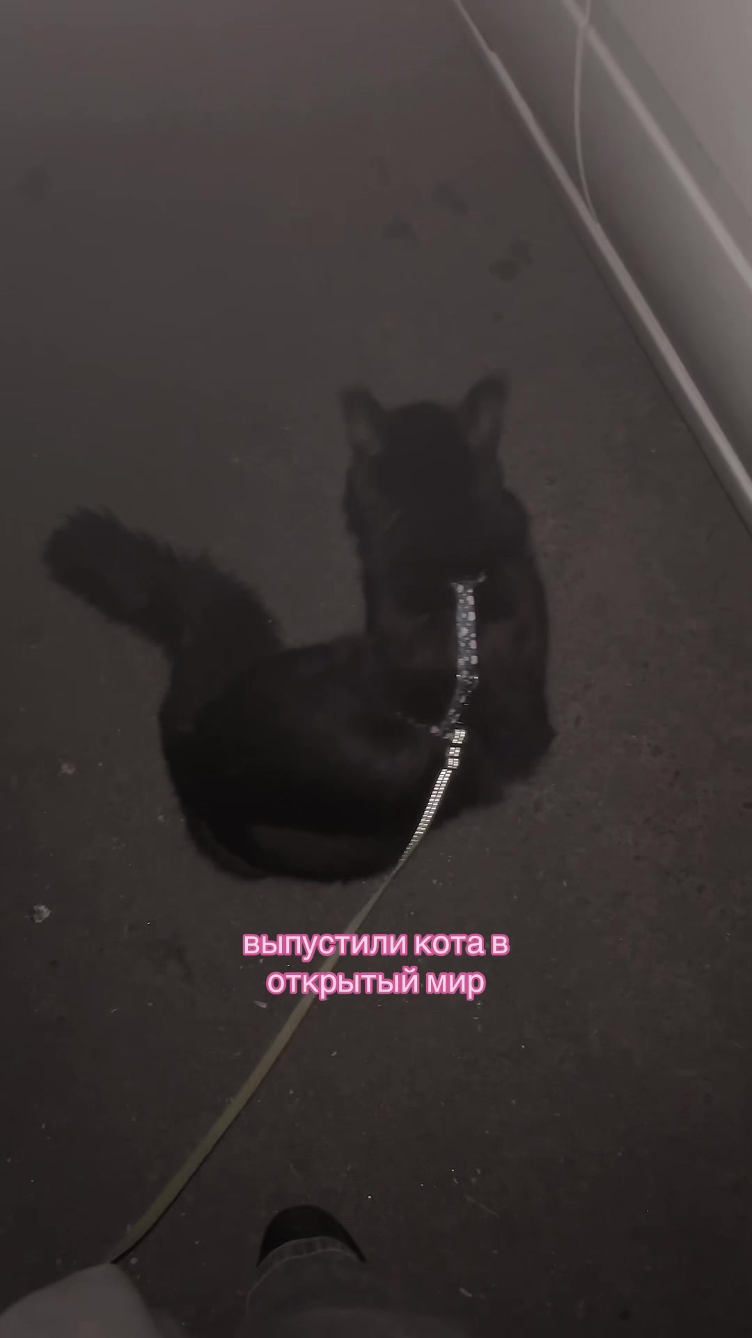 @авроня🏳️🌈