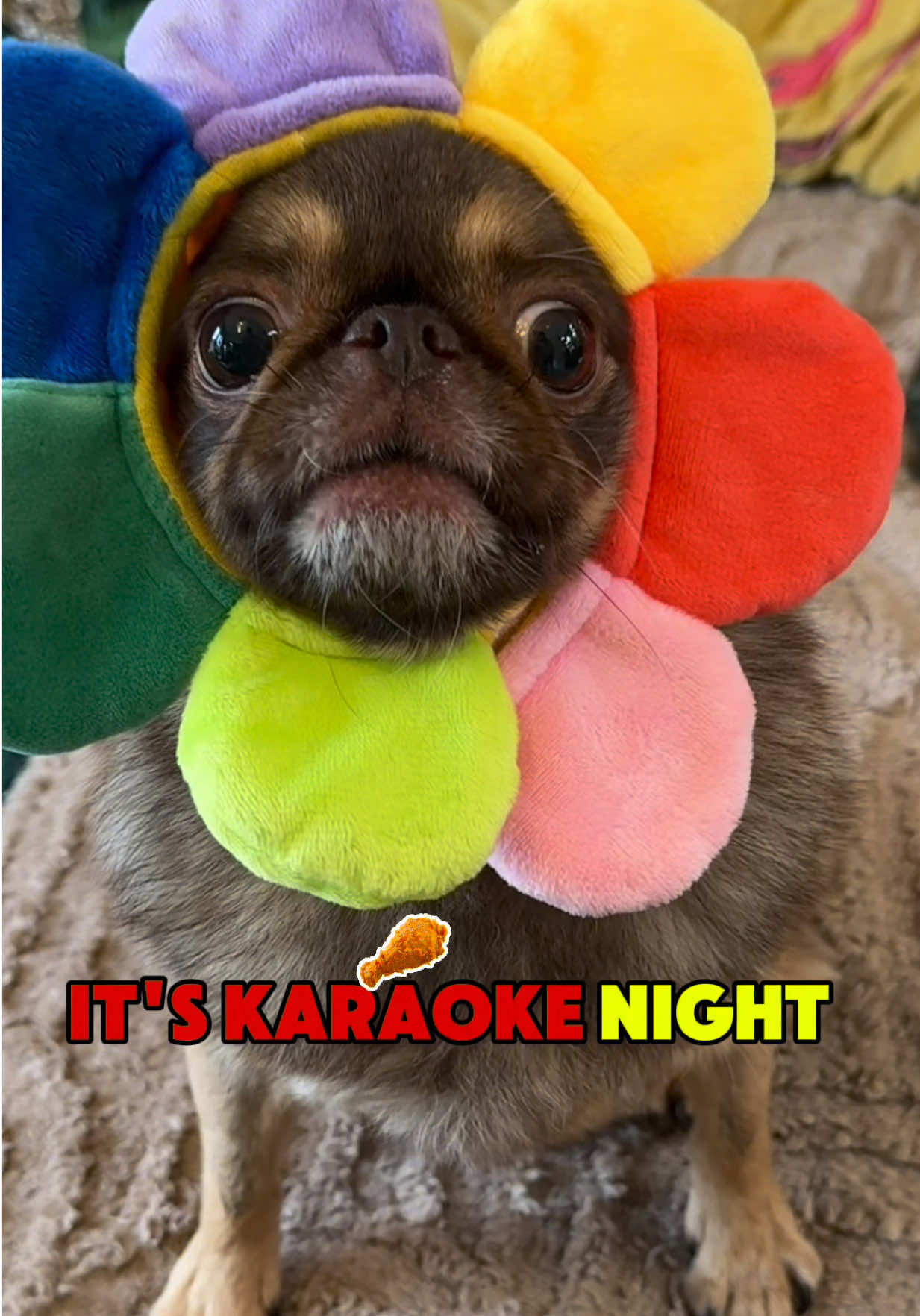@ChilliThePug
