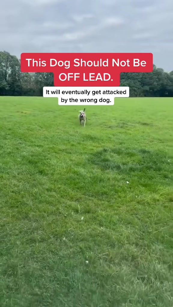 @SouthendDogTraining
