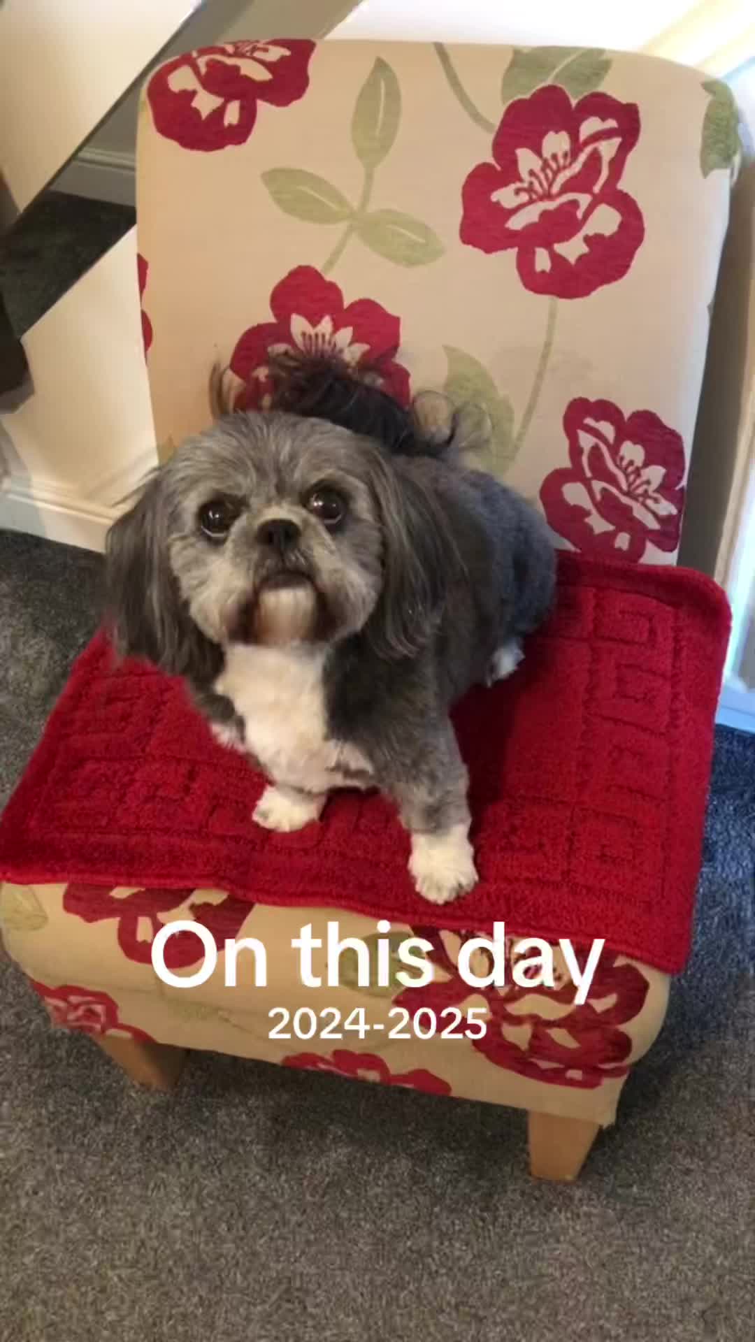 @Mimi the Shihtzu