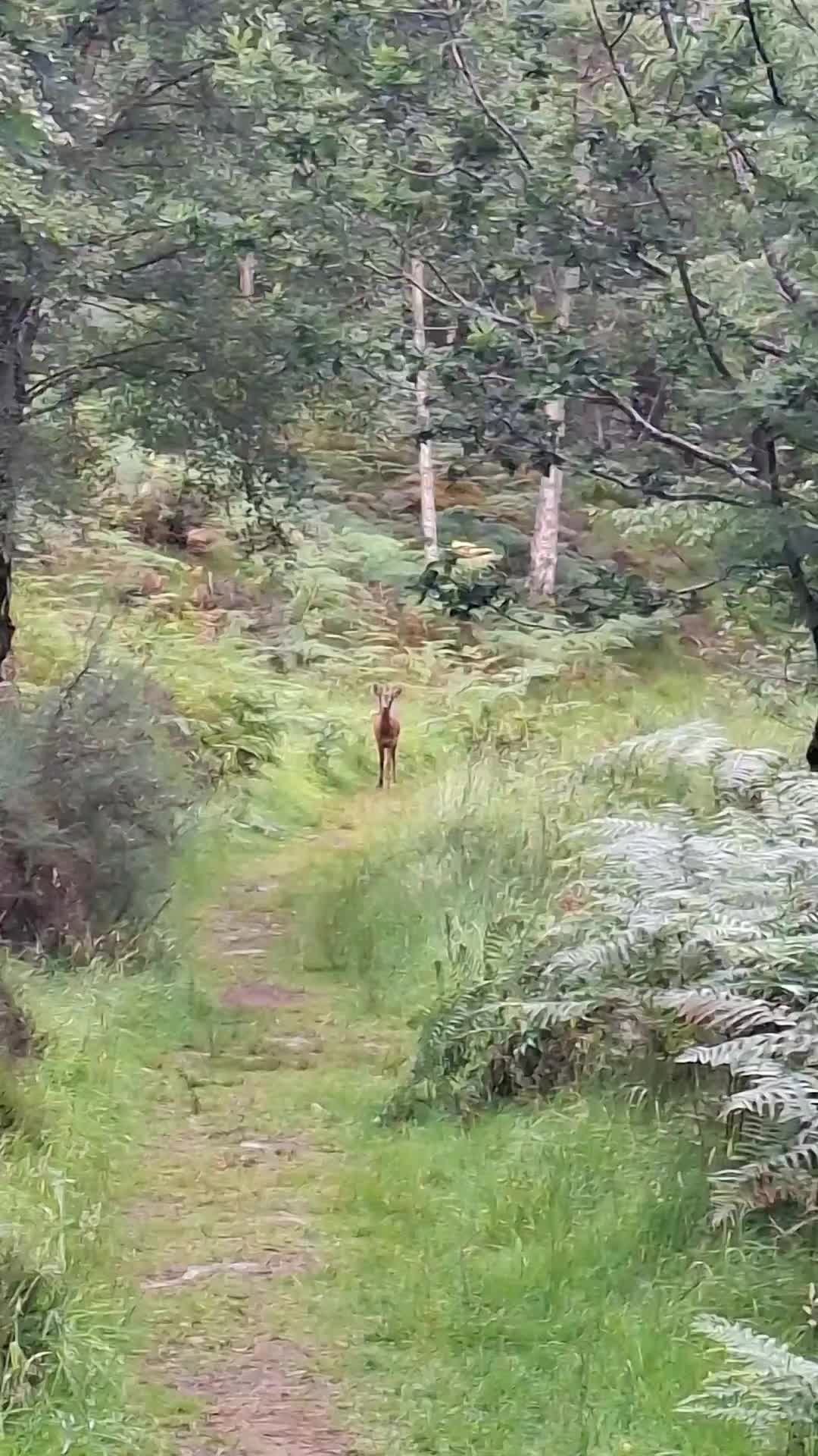 @GingerMountainMan