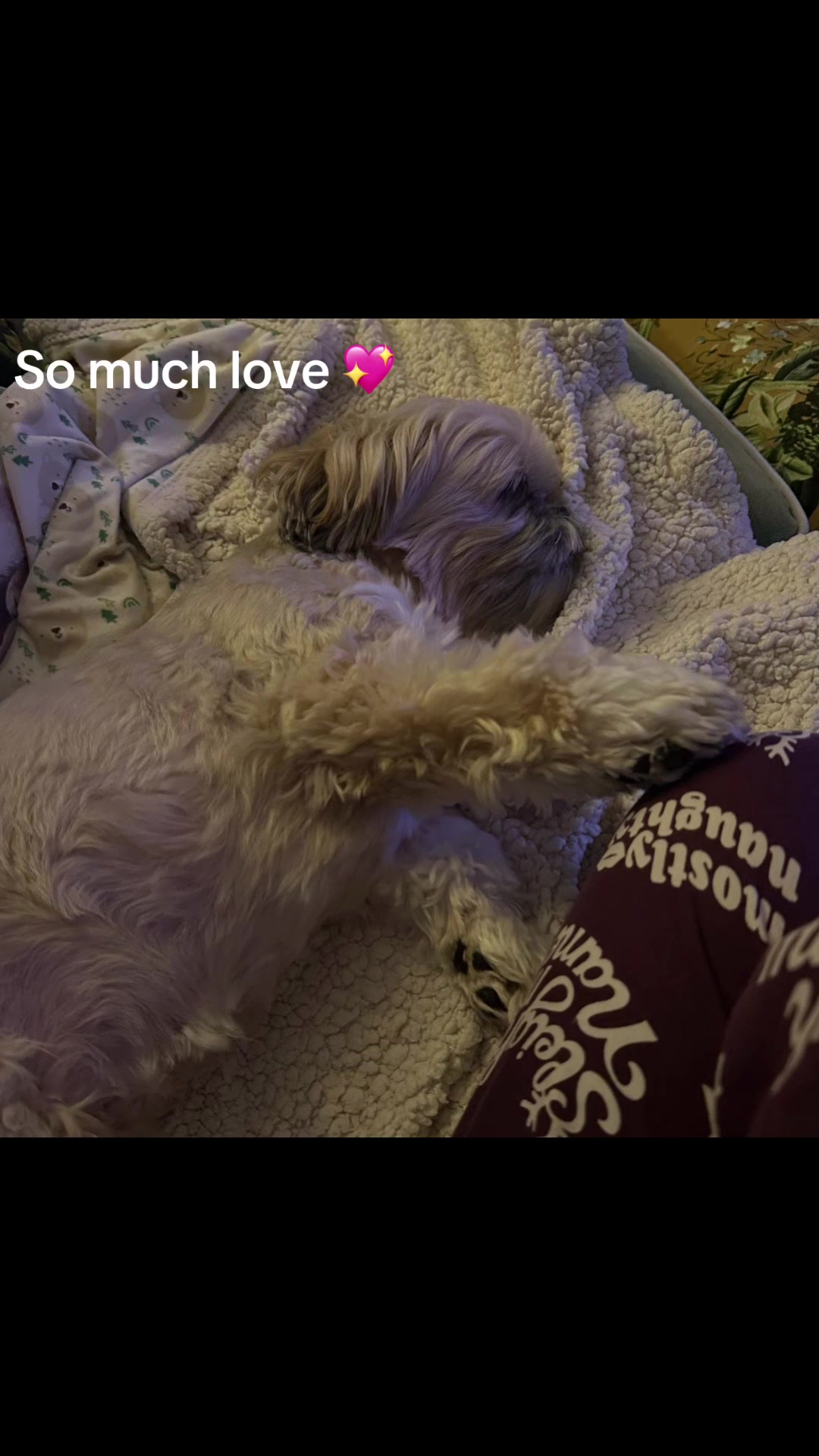 @🐾💕 Bessie Boo 💕🐾