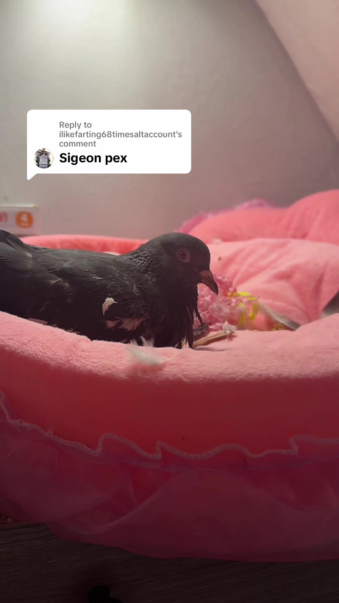 @Nekobutts 🐦