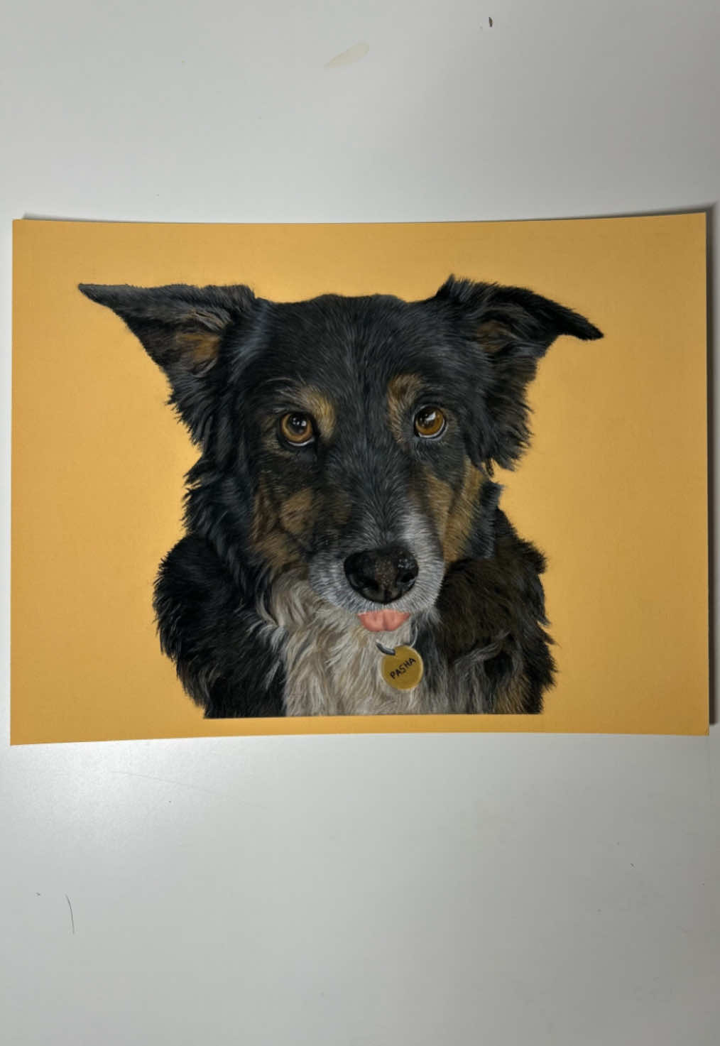 @Pet portraits