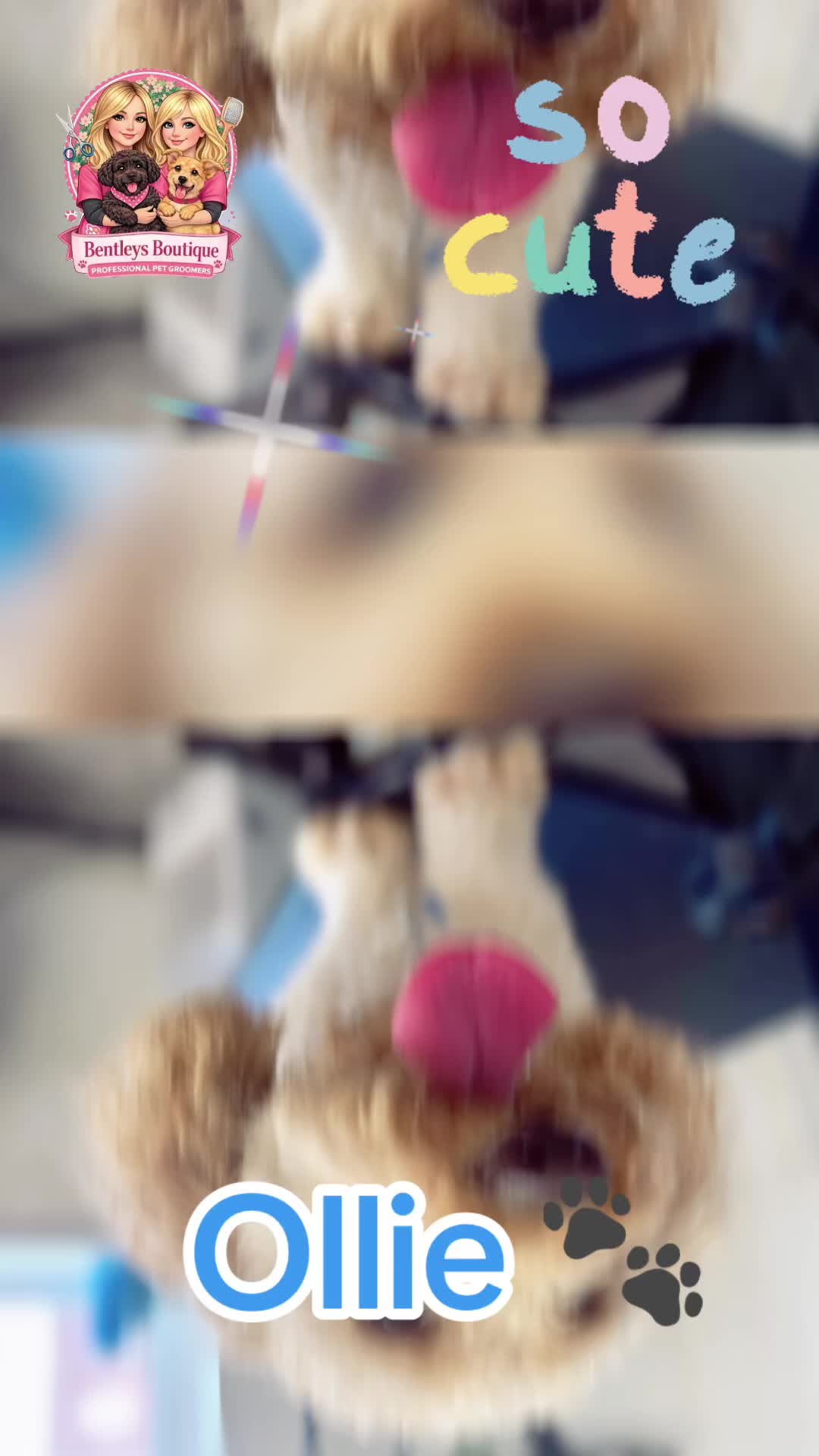 @Bentleys Boutique Pet Groomers