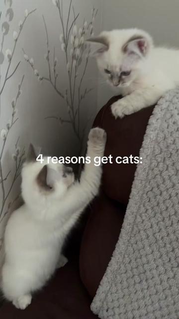 @Claws & Paws Parcels