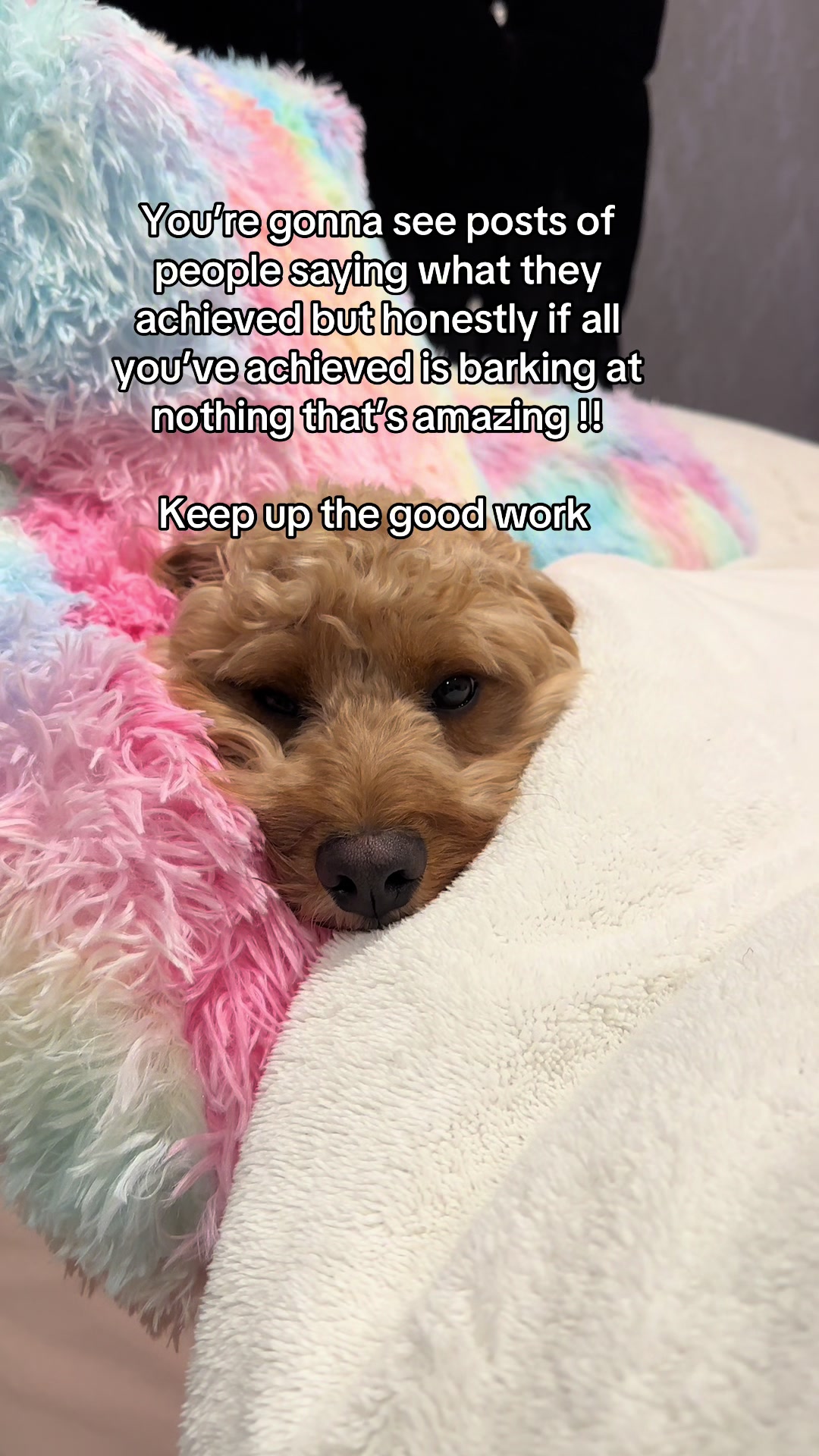 @Max the cavapoo 🐾